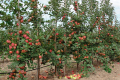 Сад із розсадником на Дніпропетровщині налічує понад 100 сортів яблунь