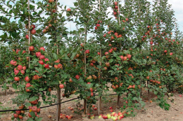 Вінницький фермер планує закладати нові сади та виходити на експорт