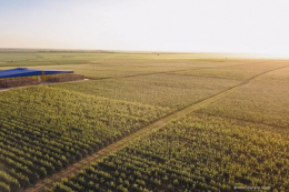 Українське садівництво перейшло до масштабування великих господарств