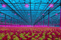 Знання спектру досвічування у теплиці покращує врожайність і економить кошти