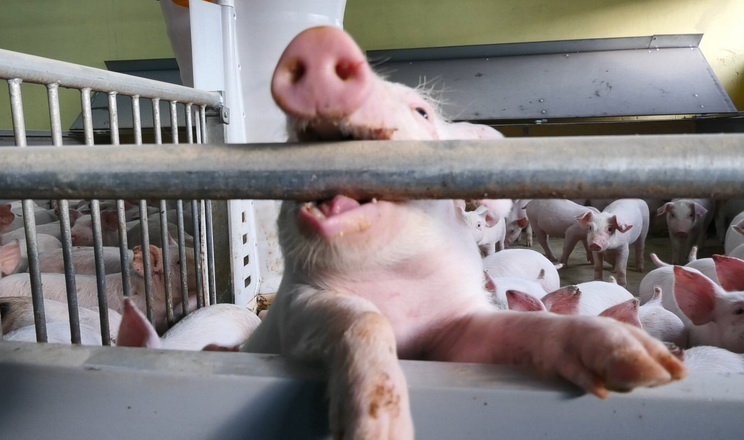 Як Глобинському свинокомплексу вдалося зменшити використання антибіотиків