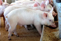 Ціни на живець свиней зростають на тлі ажіотажного попиту