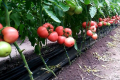 Найбільший попит мають рожеві й жовті великі томати, – фермер
