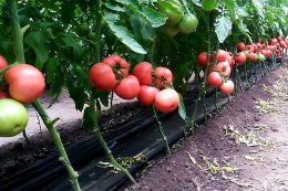 Видалення нижнього листя та контроль росту підвищують якість тепличного томату