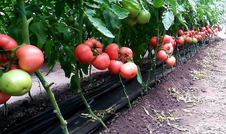 Ранні тепличні томати практично не пошкоджують шкідники