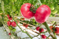 У Польщі прогнозують високі ціни на томати