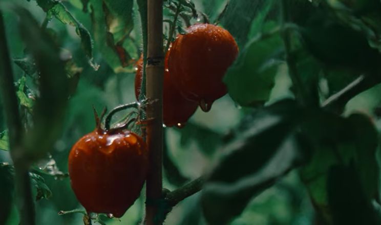 Вчені виростили томати в марсіанських умовах