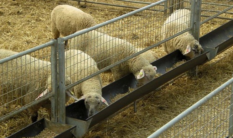На 1 грудня у держреєстрі тварин зареєстровано 320,5 тис. голів овець і кіз
