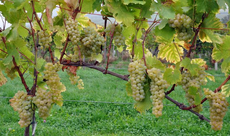 Цинк підвищив урожайність винограду на 17%