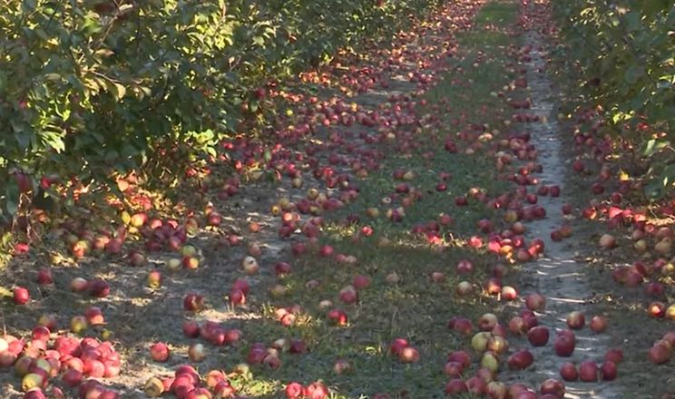 Через низькі ціни яблук вінницькі садівники не збирають врожай