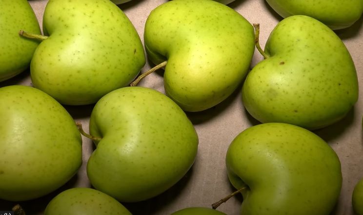 На Черкащині зібрали 2 тис. яблук у формі серця
