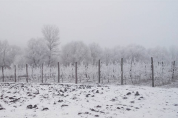 Зима була на 5 °C тепліша за норму, що дало шанс шкідливим організмам
