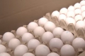 За 10 місяців експорт яєць скоротився у 2,7 раза