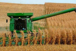 Погодні умови для кукурудзи на Житомирщині цьогоріч були вкрай несприятливі