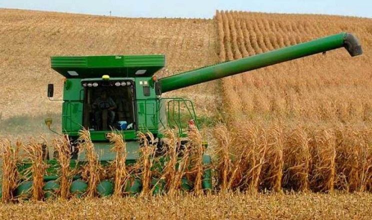 Погодні умови для кукурудзи на Житомирщині цьогоріч були вкрай несприятливі