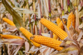 Урожай кукурудзи може стати рекордним у сезоні 2021