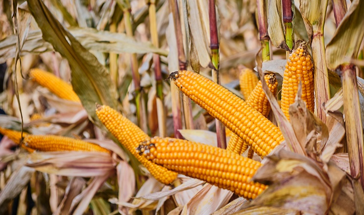 Урожай кукурудзи може стати рекордним у сезоні 2021