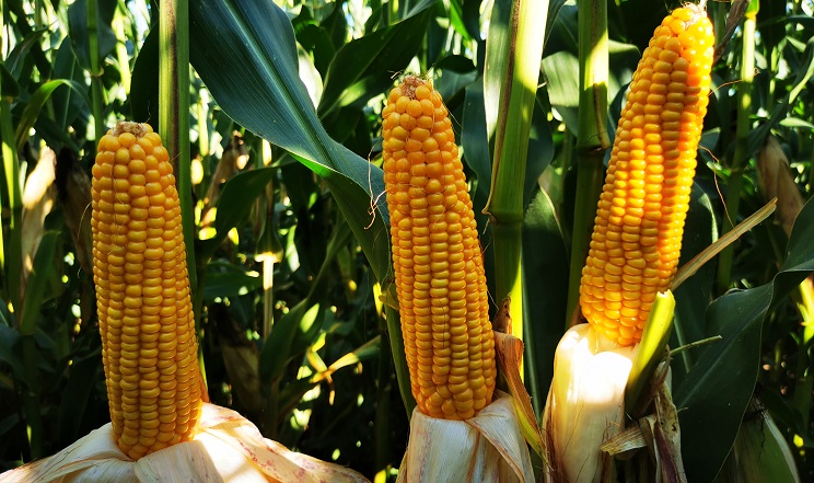 Урожайність гібриду кукурудзи MAS 20.A досягла 10,7 т/га за стресових умов