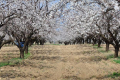 Основний період захисту абрикоси – початок весни