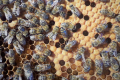 Українських бджіл і бджолопакети експортуватимуть до Канади