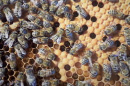 Українських бджіл і бджолопакети експортуватимуть до Канади