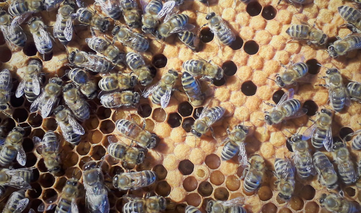 Потреба у бджоломатках в Україні становить 2-4 млн особин, – експерт