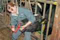 Який прибуток може отримати ферма за перорального застосування болюсів для корів