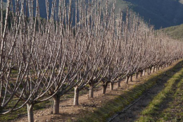 Довжина пагонів черешні 50–70 см є ознакою оптимального розвитку дерева