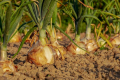 На Херсонщині та Запоріжжі вирощування овочів відновиться швидше, ніж виробництво зерна