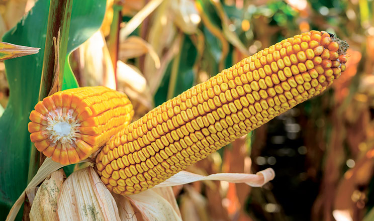 Нові високоадаптивні гібриди кукурудзи від компанії «Сингента» у 2021 році