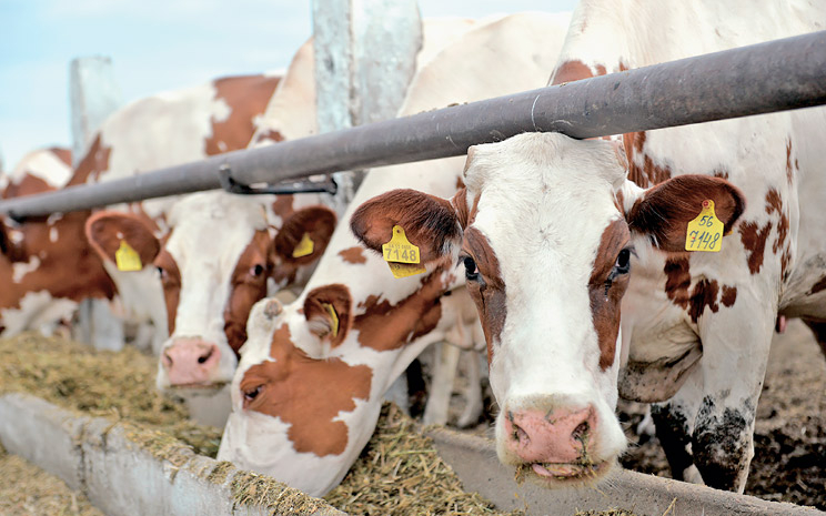 Пероральні кальцієві болюси зменшують вплив гіпокальціємії та покращують продуктивність корів