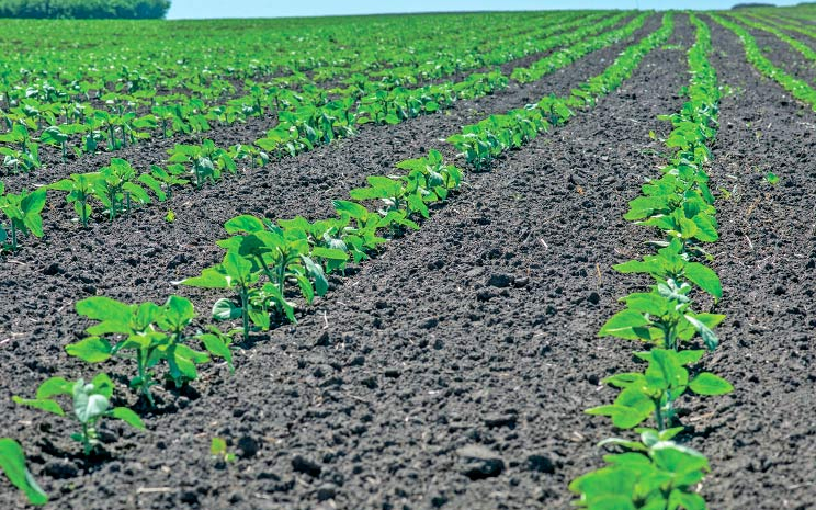 Без надійного захисту повністю розкрити потенціал будь-якого гібрида соняшнику неможливо