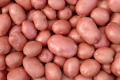 Фермер назвав найпопулярніші сорти столової картоплі