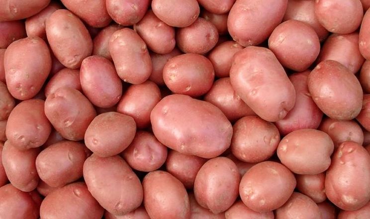 Фермер назвав найпопулярніші сорти столової картоплі