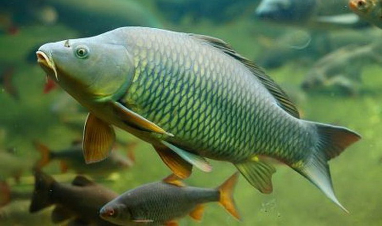 Виробникам річкової риби є сенс поборотися за покоління 20-30-річних