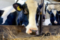 Комфортне утримання корів за теплового стресу мінімізує втрати молока
