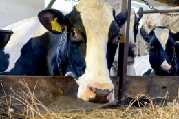 Моніторингова система зафіксує найменші зміни в стані корови