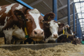 Збільшення виробництва молока – через живлення рубця корови