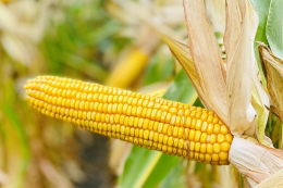 Як на урожайність кукурудзи на зрошенні впливають комплексні препарати