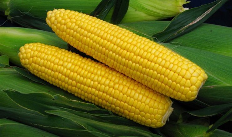 Миколаївська компанія збере 1 млн качанів цукрової кукурудзи