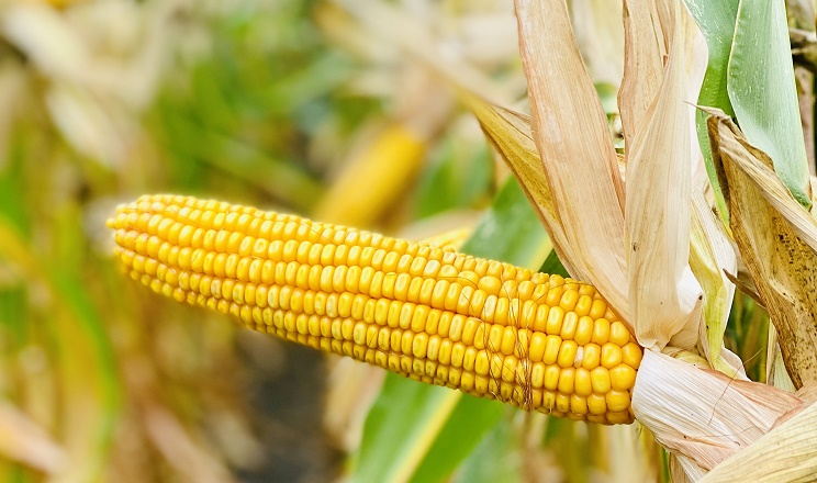 Як різні погодні умови впливають на хімічний склад зерна кукурудзи