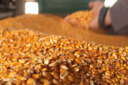Україна експортувала майже 23,3 млн тонн кукурудзи