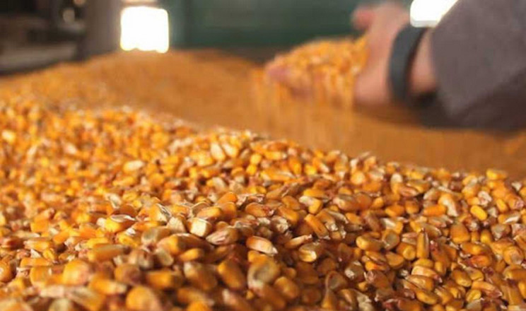 Ціни на кукурудзу знизилися до 205-210 $/т