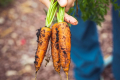 Головне питання групи виробників – збут моркви