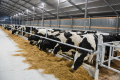 Як розпізнати вплив мікотоксинів на корів