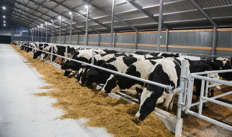 Як розпізнати вплив мікотоксинів на корів