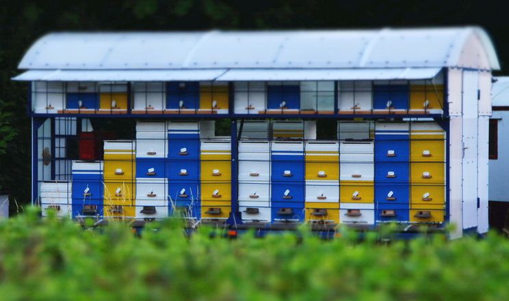 Бджоли зменшують якість запилення, якщо їх підвезти у сад невчасно