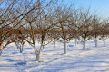 Персикові дерева взимку закидують снігом