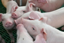 Які умови найсприятливіші для відгодівлі свиней
