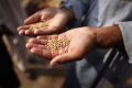 У Всесвітній продовольчій програмі вважають 2022-й роком безпрецедентного голоду